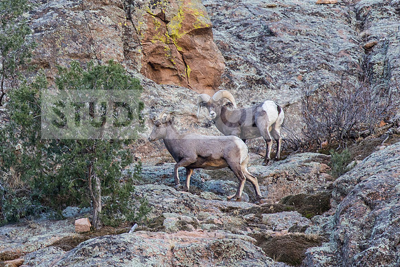Bighorn Sheep 2 (1 of 1)