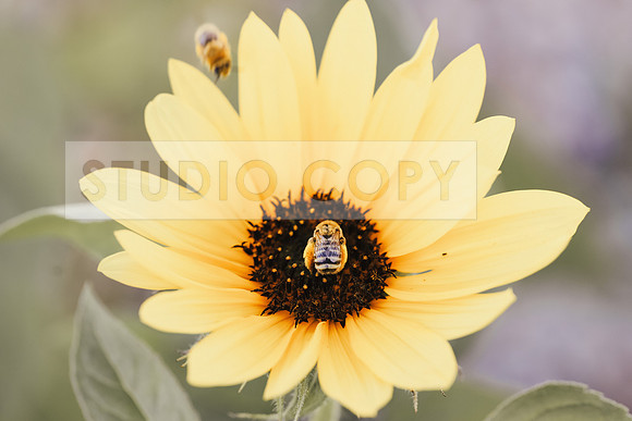 Bees in the Garden 1-1