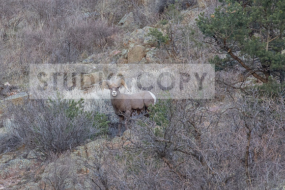 Bighorn Sheep 4 (1 of 1)