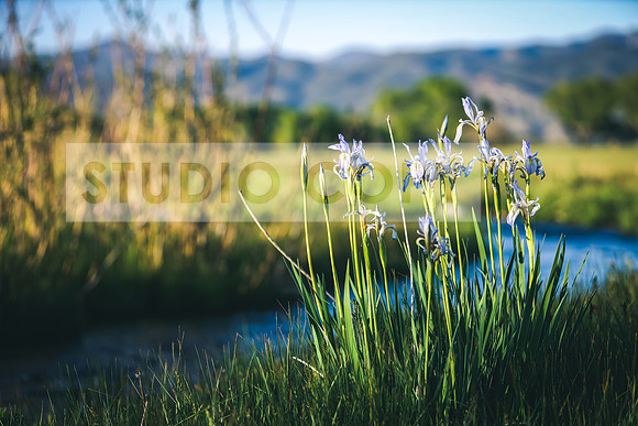 Flowers 1 (1 of 1)