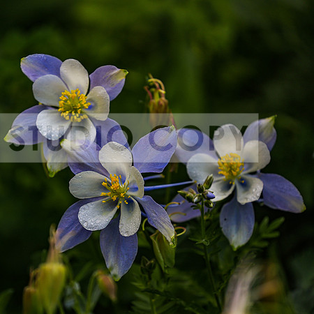 Columbine Group 2-0197