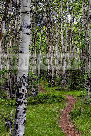 Interlaken Trail Aspens-8602