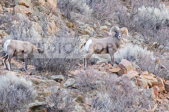 Bighorn Sheep 5 (1 of 1)