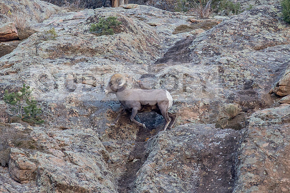 Bighorn Sheep 3 (1 of 1)