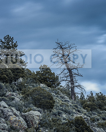 Ute Trail Tree2-8050