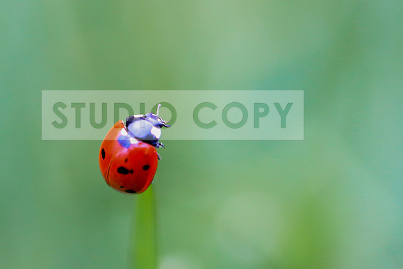 Lady bug-0036