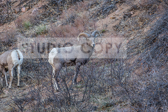 Bighorn Sheep (1 of 1)