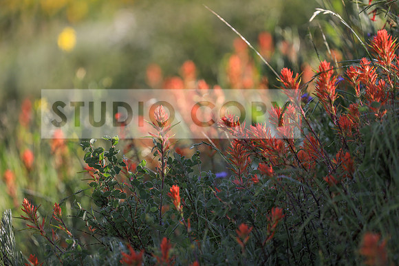 Wild Flowers 1-0162