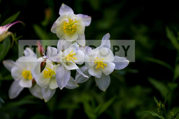 Columbine Group 1-0201