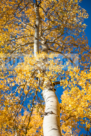 Aspen